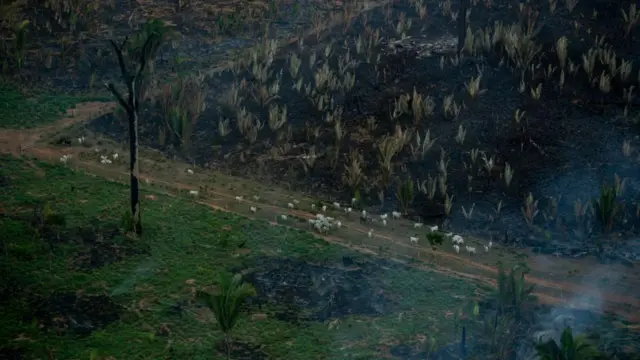 Imagem aérea de uma área desmatada na Amazônia com gado espalhado. 