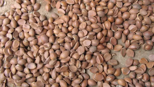 ఉప్ప చెట్ల గింజలు