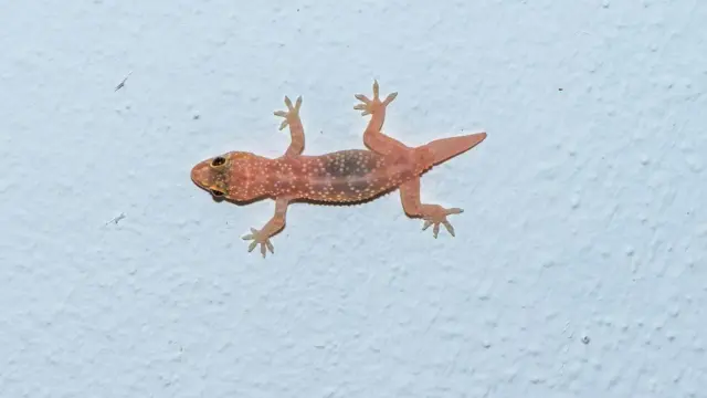 பல்லி தனது வாலை தானே துண்டித்துக் கொள்வது ஏன்? அறிவியல் பின்னணி