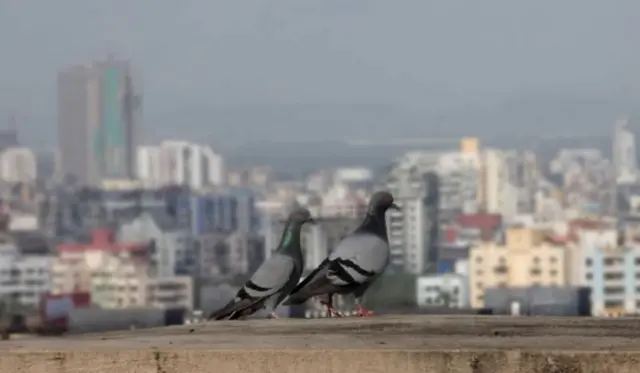 పావురాలు 