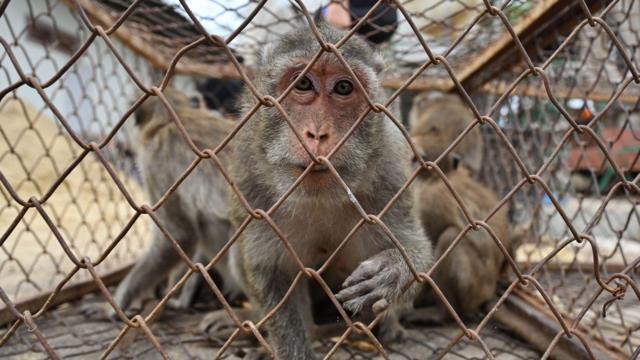 ตัวเมืองลพบุรีมีลิงมากกว่า 2,000 ตัว