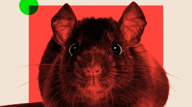 Una imagen retocada de una rata.