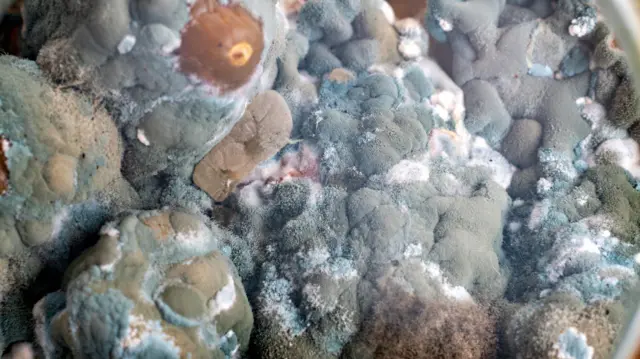 Vista próxima de mofo