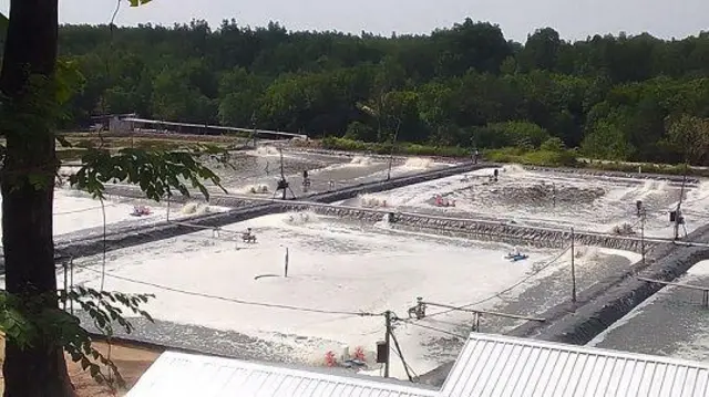 Tambak udang ilegal di Desa Kemujan, Karimunjawa.