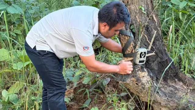 बाघ गणनाका लागि क्यामेरा ट्र्याप लगाउँदै एक कर्मचारी 