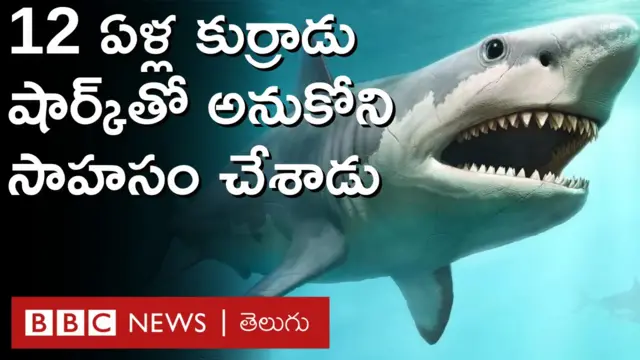 షార్క్ 