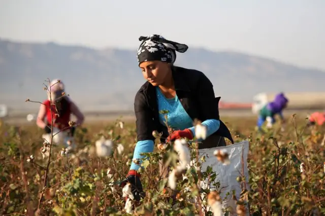 કપાસના નીચા ભાવ 