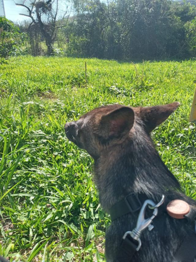 Híbridoroleta online 365graxaim-do-campo e cachorro