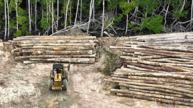 Aktivitas penembangan pohon di kawasan hutan produksi, Kutai Timur, Kalimantan Timur. 