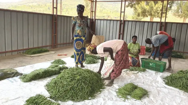 Abahinzi barimo kwegeranya umusaruro mu nzu isarurirwamo imyaka