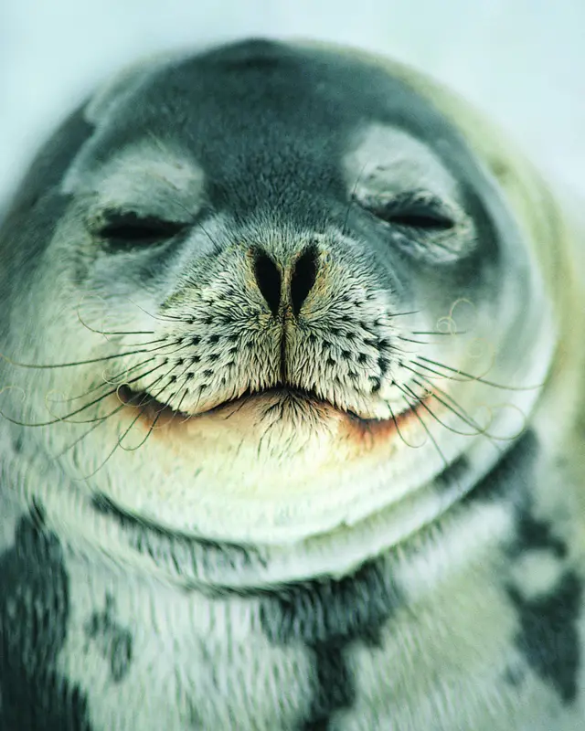 A seal