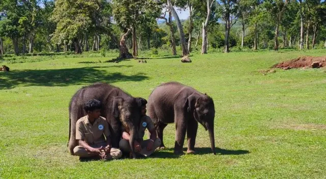 யானைகள், முதுமலை புலிகள் காப்பகம்