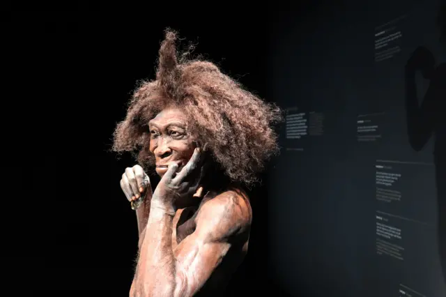 Replika Homo erectus di Naturalis Biodiversity Center, Leiden, Belanda.