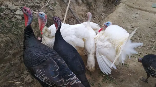 टर्की चरा