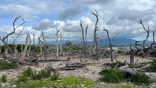 Imagemjogar truco gratisárvores sem folhasjogar truco gratisCayo Santiago