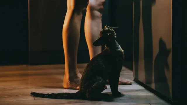 mačka čeka da padne hrana 