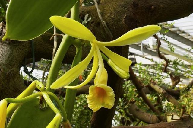 Vanilla planifolia