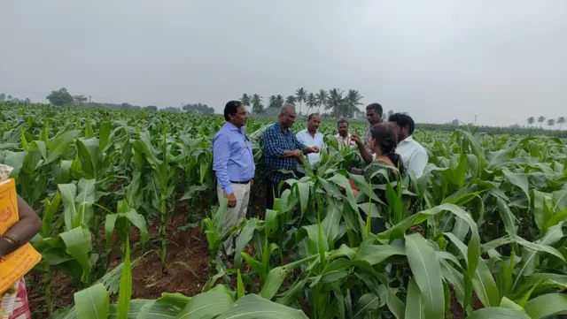 மக்கா சோளம் சாகுபடி பூச்சி தாக்குதல் விவசாயம்
