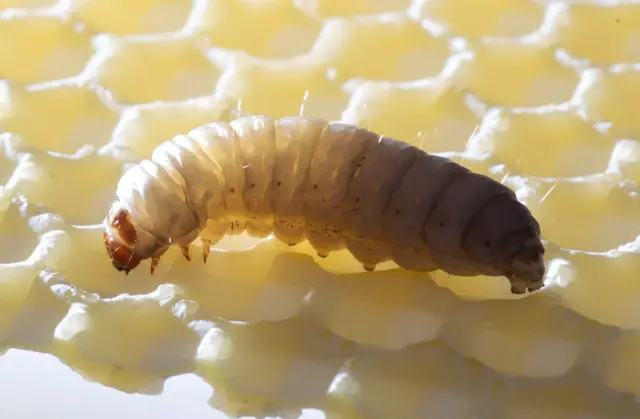 Larva