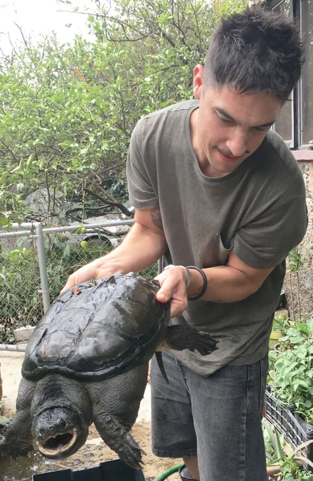 Andrés Cota Hiriart sostiene entre sus manos una tortuga