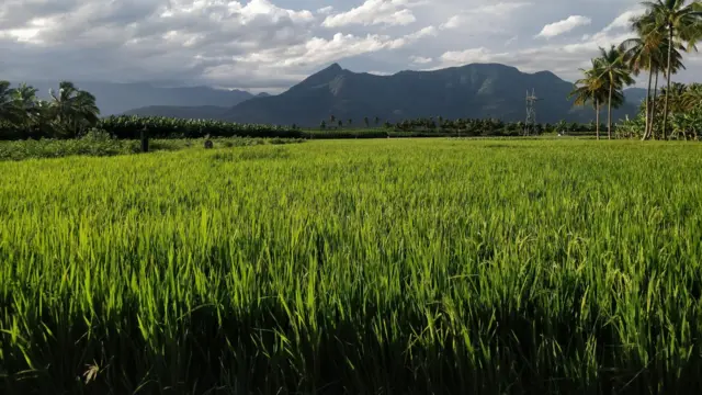 கோவை–சத்தியமங்கலம் பசுமை வழிச்சாலை