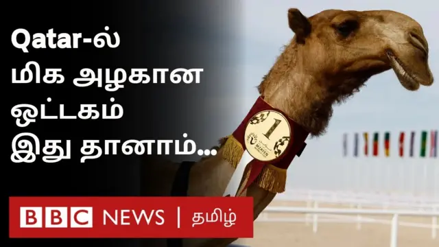 கத்தார் ஒட்டகம்