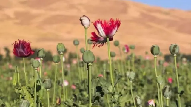 अफूची फुलं 