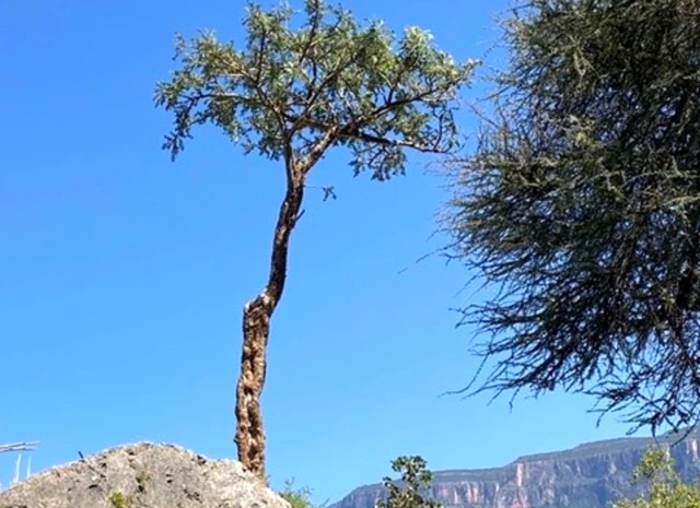 Geedaha fooxa ee ku yaalla buurta Daallo