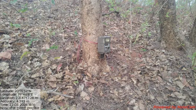 
वाघाच्या हालचालींवर लक्ष ठेवण्यासाठी लावलेले ट्रॅप कॅमेरा 