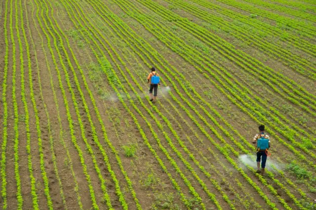 किटकनाशकांची फवारणी करणारे शेतकरी. प्रातिनिधीक फोटो