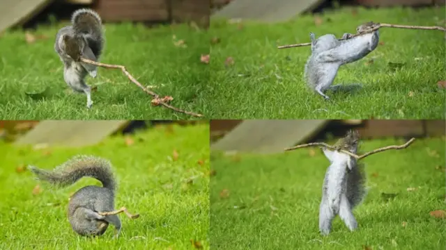 ستاره راک، رقص با موسیقی یا استاد هنرهای رزمی