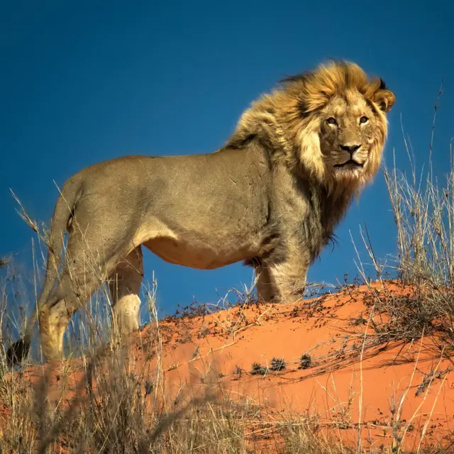 León en el desierto de Kalahari