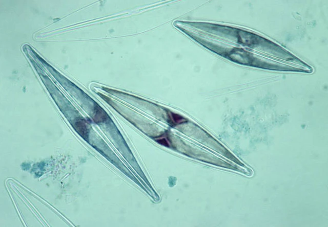 ภาพขยายไดอะตอมซึ่งเป็นสาหร่ายเซลล์เดียวชนิดหนึ่ง