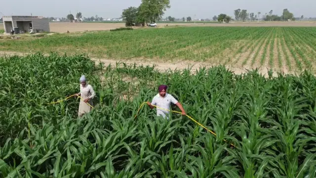 ਮੱਕੇ ਦੀ ਫ਼ਸਲ 