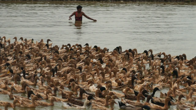 হাওরের পানিতে হাঁসের ঝাক