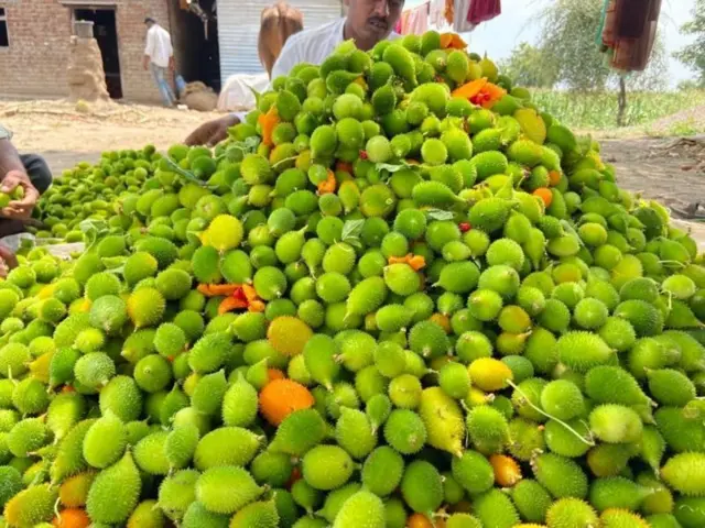 ખેડૂતો માટે લાભદાયી સાબિત થઈ રહી છે કંકોડાની ખેતી 