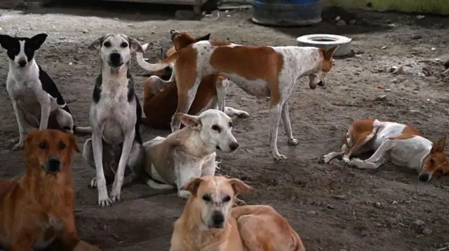 કૂતરાં, પ્રાણી, પશું, બીબીસી ગુજરાતી, ભારત, તેલંગણા, પશુ અધિકાર, પ્રાણીઓની સુરક્ષા