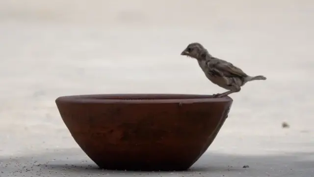 ਚਿੜੀਆਂ