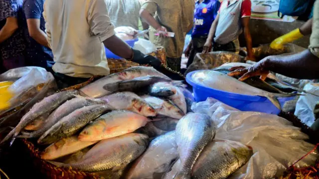 ডিম ছাড়ার জন্য নদীতে আসে ইলিশ