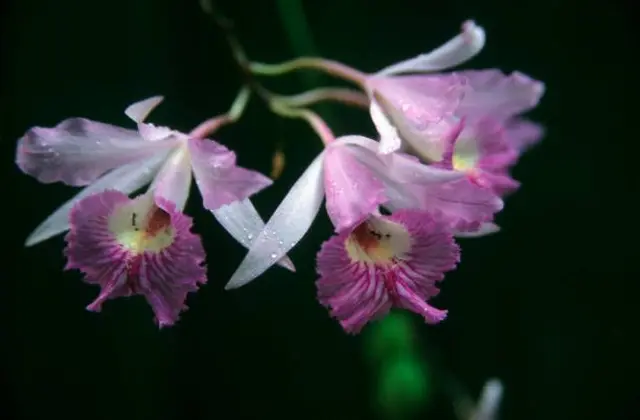 Orchids