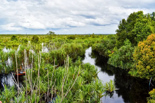 Lahan gambut di Kalimantan Tengah.