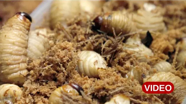 మోజోజాయ్ పురుగులు, గండు చీమలు, చారాపా తాబేలు, కోకా ఆకులు, పిరారుకు చేపలు