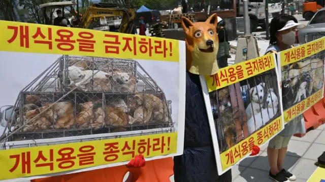 တိရိစ္ဆာန် အခွင့်အရေး လှုပ်ရှားသူတွေက ကြိုဆိုာင်ကိုရီးယားလွှတ်တော် ပြဌာန်း