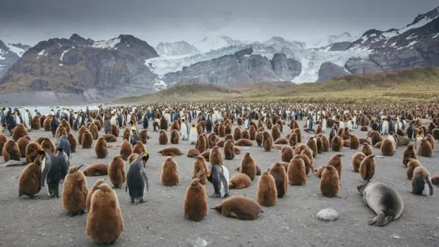 colonia de pingüinos