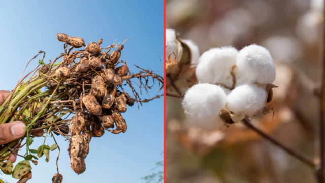 માવઠું, કમોસમી વરસાદ, પાક, ખેતી, ગુજરાત, જિતુભાઈ વાઘાણી