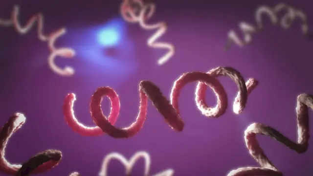 ਸਿਫਿਲਿਸ ਬੈਕਟੀਰੀਆ 