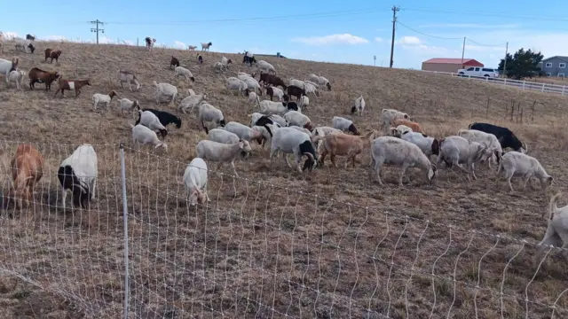 Decenas de cabras pastan en un campo seco y marrón.