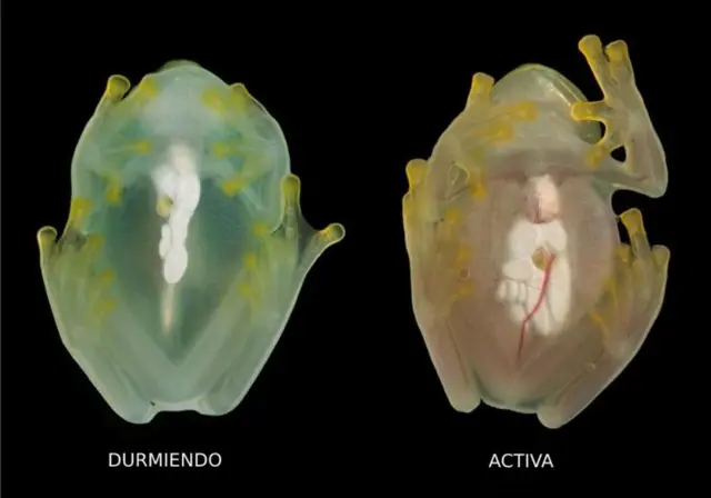 Grenouilles de cristal.