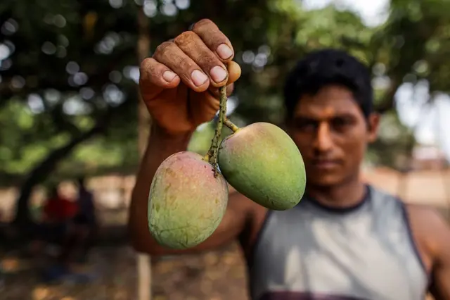 ટૂંકા શિયાળાને કારણે ખેતીને નુકસાન લાંબા ઉનાળાને કારણે વેપારને નુકસાન, હાફૂસ કેરી અને ઘઉંનું ઉત્પાદન ઘટવાની શક્યતા, લોકોના ધંધારોજગારને અસર, બીબીસી ગુજરાતી, બીબીસી ન્યૂઝ ગુજરાતી 