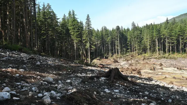 La imagen muestra una gran extensión de tierra, rocas y lodo, con grupos de árboles arrancados de raíz al fondo, frente a un denso bosque bajo un cielo azul.